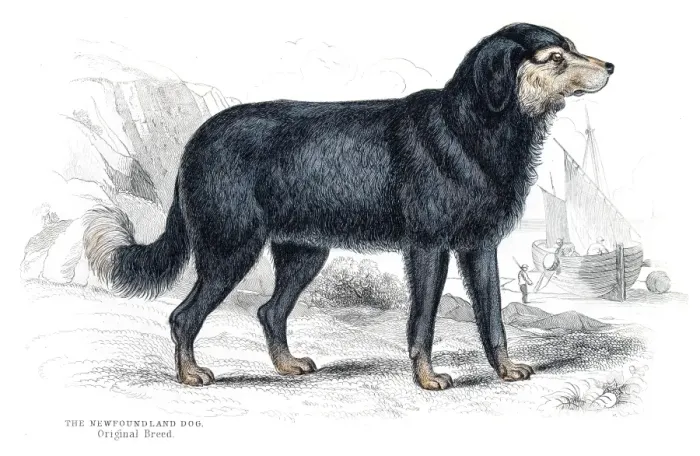 Framed Print : Newfoundland dog engraving 1840 Framed Print : Newfoundland dog engraving 1840