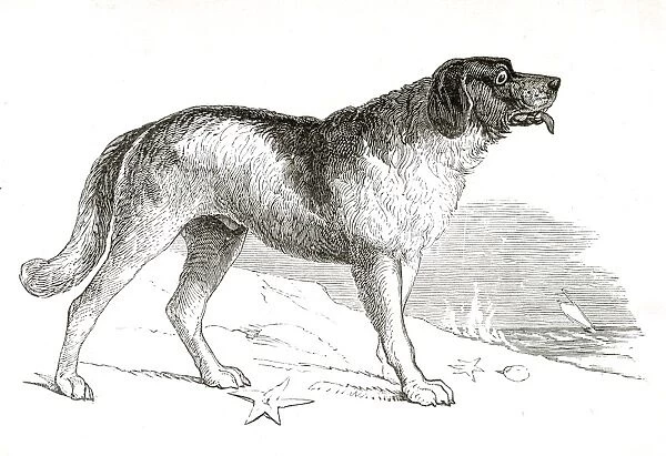 Newfoundland dog engraving 1851