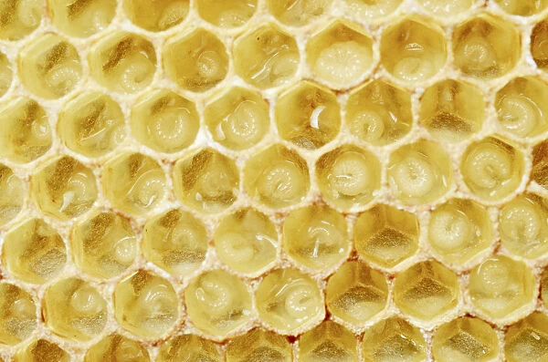 Newly-created wax comb of the honey bee -Apis mellifera var carnica- with larvae, worker bees, c. 5-7 days, in jelly