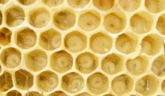 Framed Print : Newly-created wax comb of the honey bee -Apis mellifera var carnica- with larvae, worker bees, c. 5-9 days, in jelly Framed Print : Newly-created wax comb of the honey bee -Apis mellifera var carnica- with larvae, worker bees, c. 5-9 days, in jelly