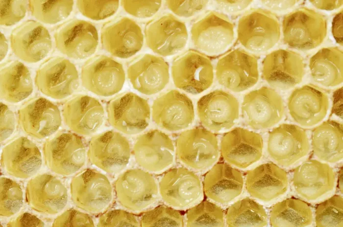 Framed Print : Newly-created wax comb of the honey bee -Apis mellifera var carnica- with larvae, worker bees, c. 5-7 days, in jelly Framed Print : Newly-created wax comb of the honey bee -Apis mellifera var carnica- with larvae, worker bees, c. 5-7 days, in jelly