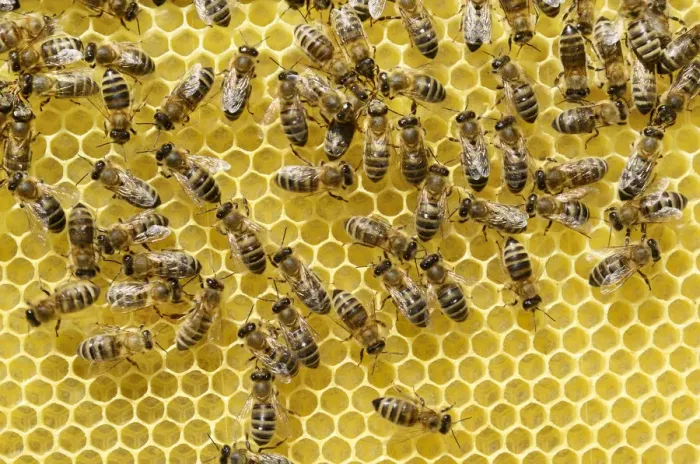 Framed Print : Newly developed honeycomb with worker bees -Apis mellifera var. carnica- Framed Print : Newly developed honeycomb with worker bees -Apis mellifera var. carnica-