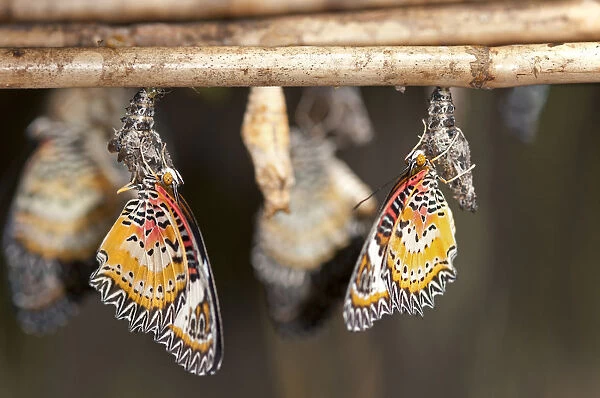 Newly emerged butterflies of the genus Cethosia, Siem Reap, Cambodia, Southeast Asia, Asia