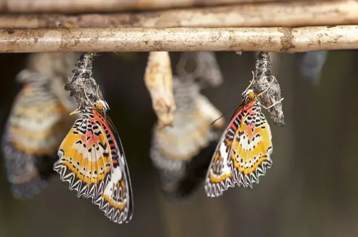 Framed Print : Newly emerged butterflies of the genus Cethosia, Siem Reap, Cambodia, Southeast Asia, Asia Framed Print : Newly emerged butterflies of the genus Cethosia, Siem Reap, Cambodia, Southeast Asia, Asia