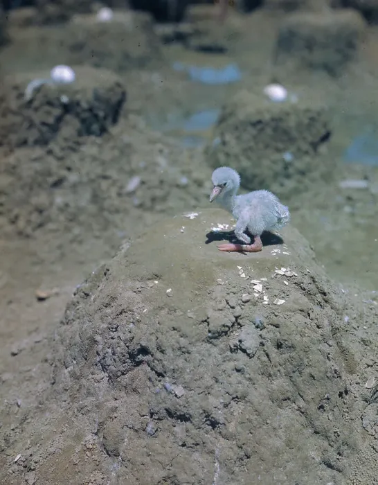 Framed Print : Newly Hatched Baby Flamingo on Nest
