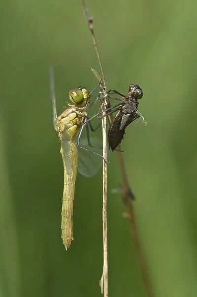 Newly hatched Spotted Darter -Sympetrum depessiusculum- with exuvia, Canton of Geneva, Switzerland