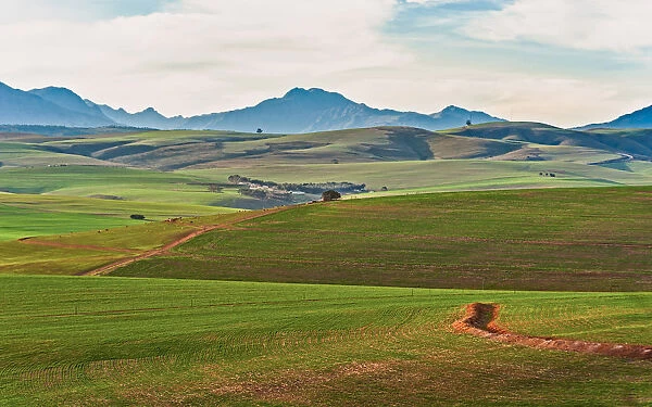 Newly planted wheat lands of the Western Cape Province