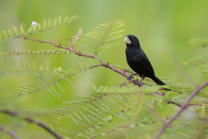 Framed Print : Nicaraguan Seed-Finch