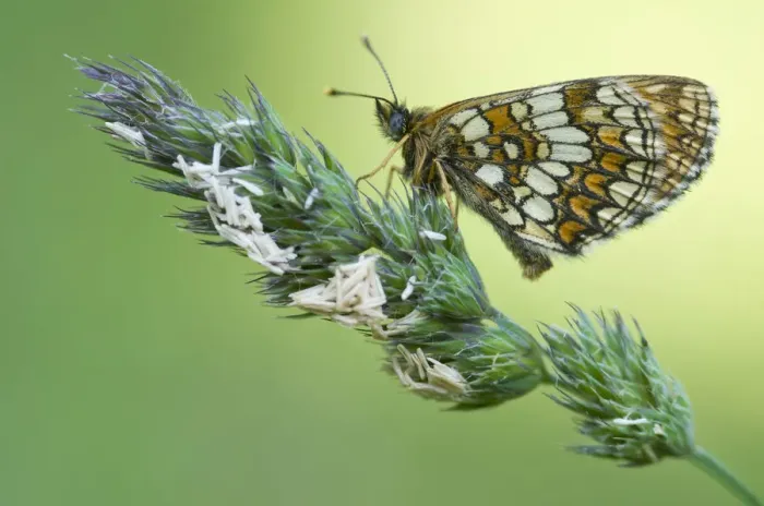Framed Print : Nickerls Fritillary (Melitaea aurelia)