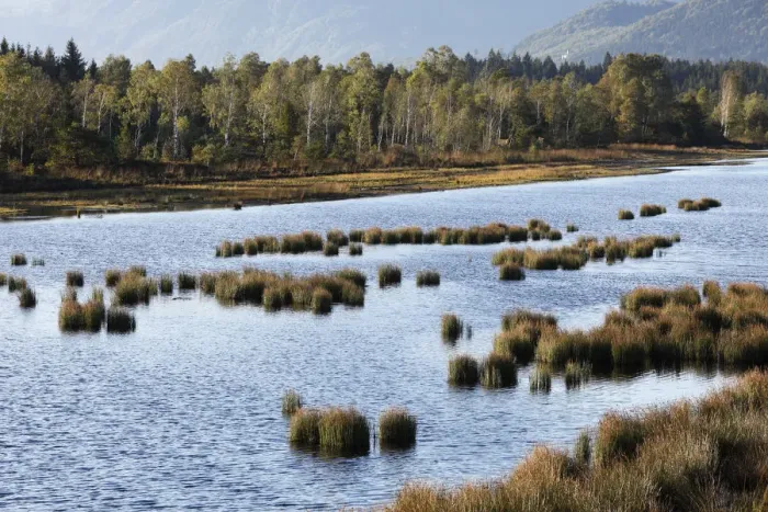 Framed Print : Nicklheimer Moor, peat bogs between Raubling and Bad Feilnbach, Upper Bavaria, Bavaria, Germany, Europe, PublicGround Framed Print : Nicklheimer Moor, peat bogs between Raubling and Bad Feilnbach, Upper Bavaria, Bavaria, Germany, Europe, PublicGround