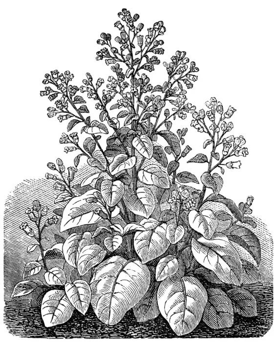 Framed Print : Nicotiana rustica (Syrian tobacco) Framed Print : Nicotiana rustica (Syrian tobacco)