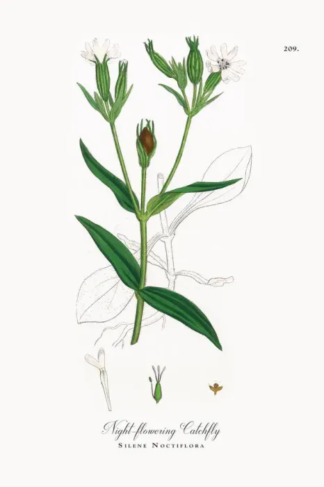 Framed Print : Night-flowering Catchfly, Silene Noctiflora, Victorian Botanical Illustration, 1863