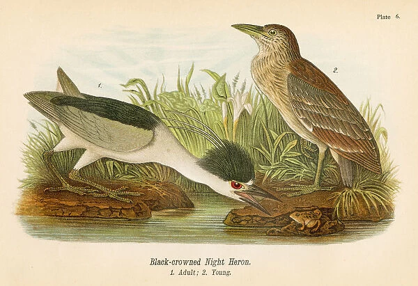 Night heron bird lithograph 1890