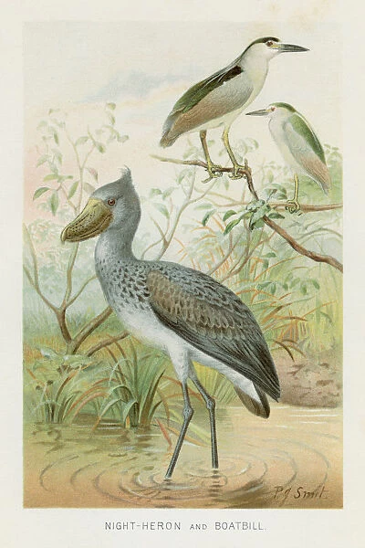 Night Heron and boatbill birds chromolithograph 1896