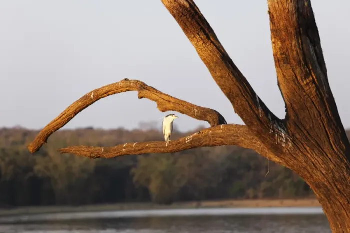 Framed Print : Night heron -Nycticorax nycticorax- on skeleton tree in the reservoir, Kabini Reservoir, Rajiv Gandhi National Park, Nagarhole National Park, Karnataka, South India, India, South Asia, Asia