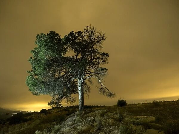 Night landscape with orange clouds of a great tree on a hill