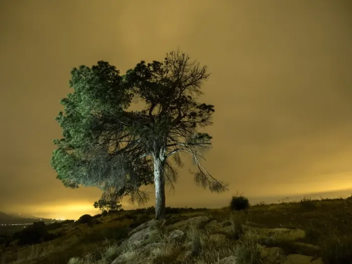 Framed Print : Night landscape with orange clouds of a great tree on a hill Framed Print : Night landscape with orange clouds of a great tree on a hill