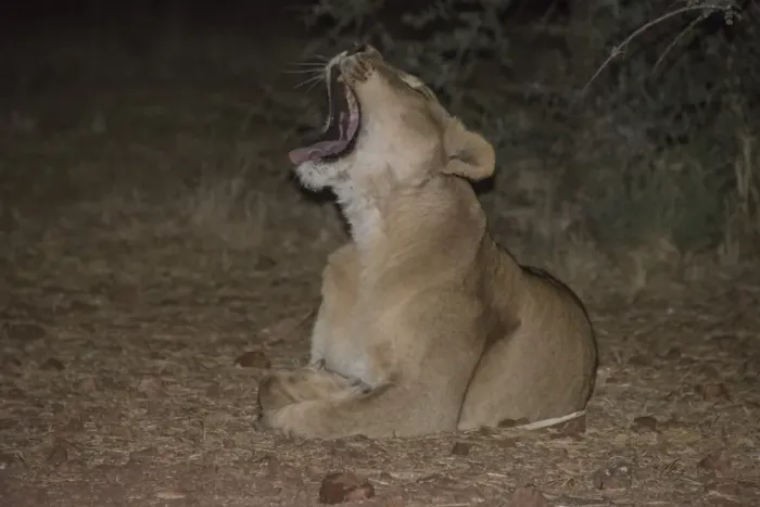 Framed Print : Night scene, lioness -Panthera leo- yawning, Namibia Framed Print : Night scene, lioness -Panthera leo- yawning, Namibia
