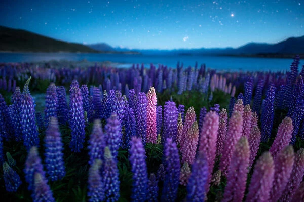 Night vire of Lupines field with starlights