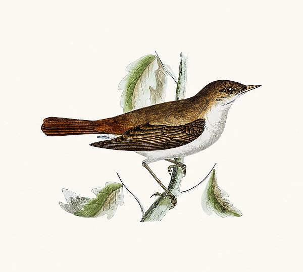 Handcrafted Bird Call: Nightingale