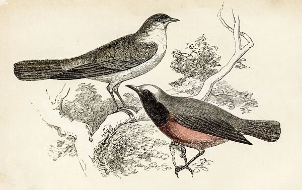 Nightingale bird engraving 1851
