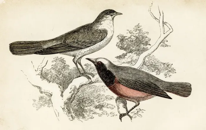 Framed Print : Nightingale bird engraving 1851 Framed Print : Nightingale bird engraving 1851
