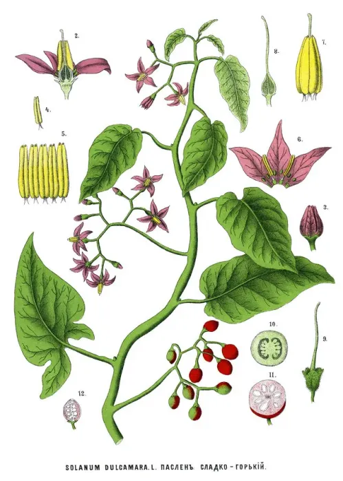 Framed Print : nightshade Framed Print : nightshade