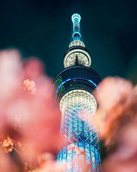 Nightview of Cherry Blossom and Sakura with Tokyo SkyTree in Japan