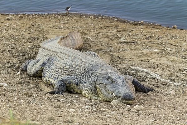 Nile Crocodile -Crocodylus niloticus-, Okapuka Ranch, Namibia