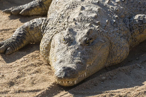 Nile Crocodile -Crocodylus niloticus-, crocodile farm, Otjiwarongo, Namibia