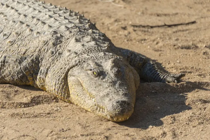 Framed Print : Nile Crocodile -Crocodylus niloticus-, crocodile farm, Otjiwarongo, Namibia