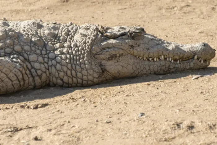Framed Print : Nile Crocodile -Crocodylus niloticus-, crocodile farm, Otjiwarongo, Namibia Framed Print : Nile Crocodile -Crocodylus niloticus-, crocodile farm, Otjiwarongo, Namibia