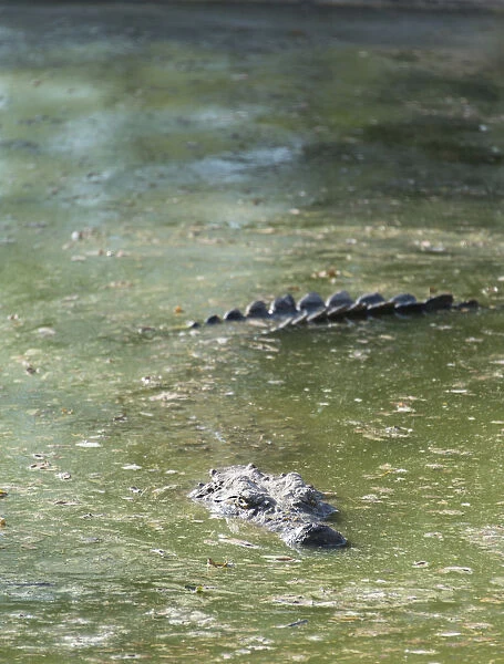 Nile Crocodile -Crocodylus niloticus-, crocodile ranch, Otjiwarongo, Namibia