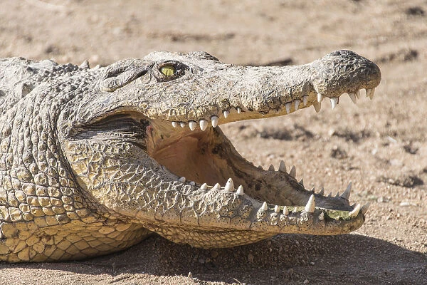 Nile Crocodile -Crocodylus niloticus-, Otjiwarongo Crocodile Ranch, Otjiwarongo, Namibia