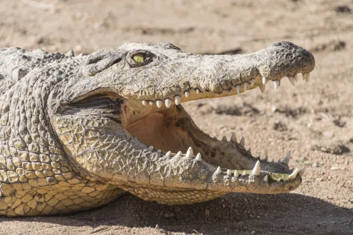 Framed Print : Nile Crocodile -Crocodylus niloticus-, Otjiwarongo Crocodile Ranch, Otjiwarongo, Namibia Framed Print : Nile Crocodile -Crocodylus niloticus-, Otjiwarongo Crocodile Ranch, Otjiwarongo, Namibia