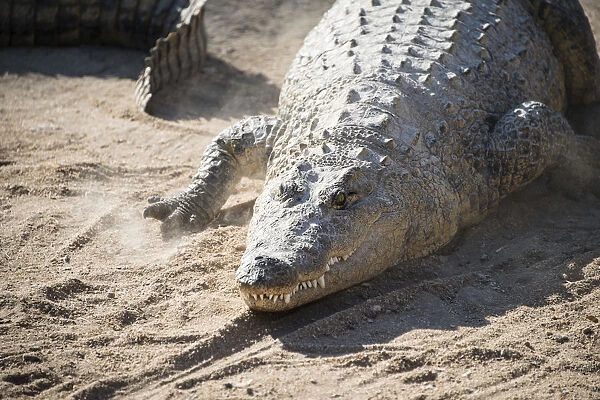 Nile Crocodile -Crocodylus niloticus-, Otjiwarongo Crocodile Ranch, Otjiwarongo, Namibia
