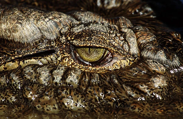 Nile crocodile (Crocodylus niloticus), close-up of eye