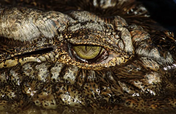 Framed Print : Nile crocodile (Crocodylus niloticus), close-up of eye Framed Print : Nile crocodile (Crocodylus niloticus), close-up of eye