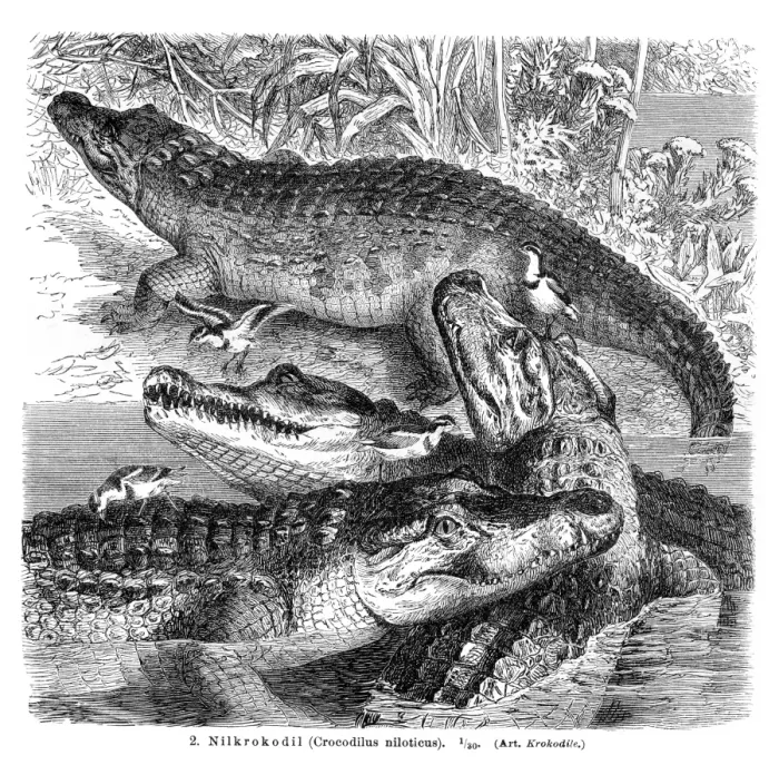 Framed Print : Nile Crocodile engraving 1896 Framed Print : Nile Crocodile engraving 1896