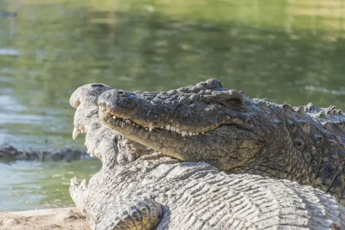 Framed Print : Nile Crocodiles -Crocodylus niloticus-, crocodile ranch, Otjiwarongo, Namibia