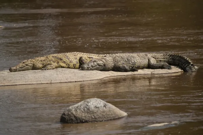 Framed Print : Nile crocodiles (Crocodylus niloticus), Mara River, Tanzania, Africa Framed Print : Nile crocodiles (Crocodylus niloticus), Mara River, Tanzania, Africa