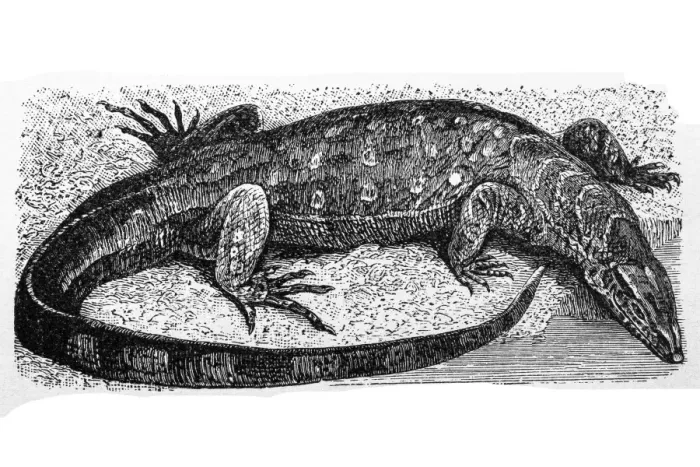 Framed Print : Nile monitor (Varanus niloticus) Framed Print : Nile monitor (Varanus niloticus)