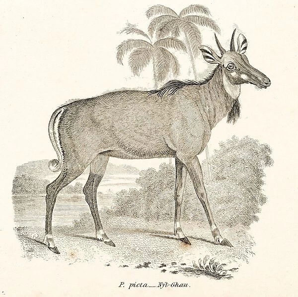 Nilgai antelope engraving 1803