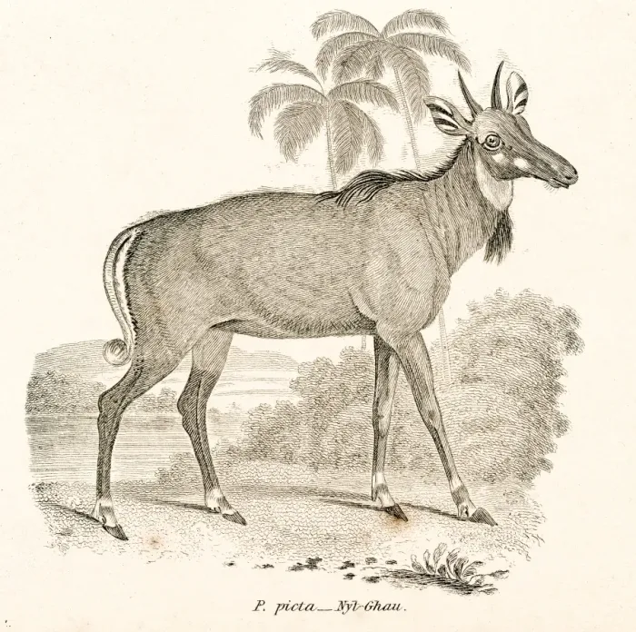 Framed Print : Nilgai antelope engraving 1803 Framed Print : Nilgai antelope engraving 1803