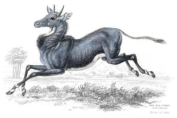 Nilgai antelope lithograph 1884