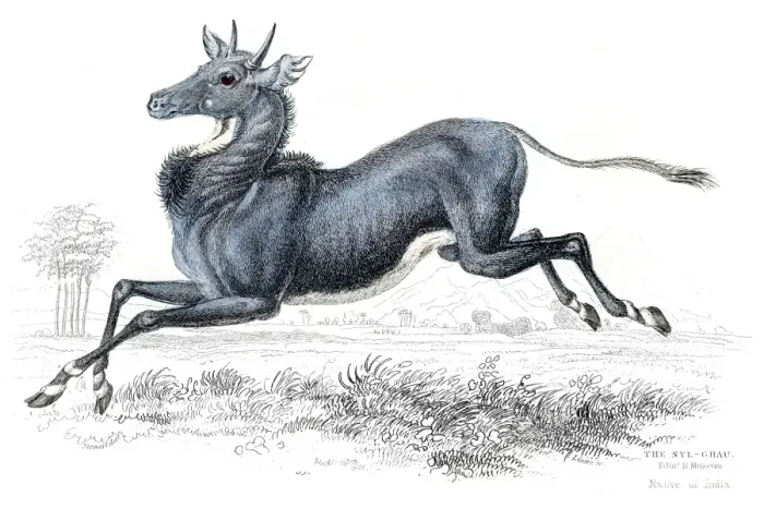 Framed Print : Nilgai antelope lithograph 1884