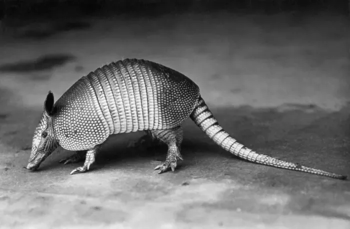 Framed Print : Nine-Banded Armadillo Framed Print : Nine-Banded Armadillo
