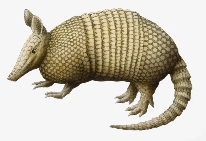 Framed Print : Nine-banded Armadillo (Dasypus novemcinctus), side view Framed Print : Nine-banded Armadillo (Dasypus novemcinctus), side view