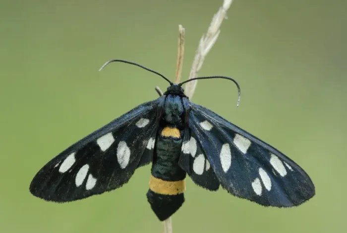 Framed Print : Nine-spotted moth -Amata phegea- Framed Print : Nine-spotted moth -Amata phegea-