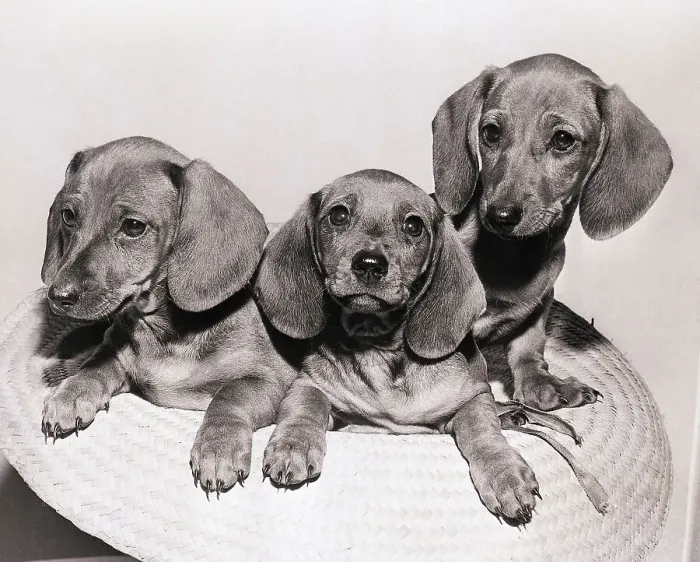 Framed Print : Nine-Week-Old Dachshunds in Straw Hat Framed Print : Nine-Week-Old Dachshunds in Straw Hat